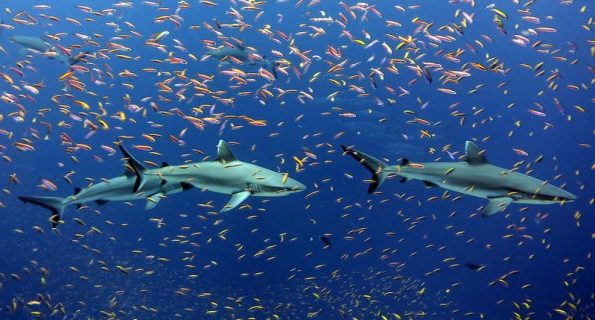 προγνωστικά στοιχήματος