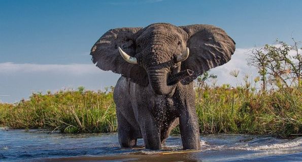 africa elephant
