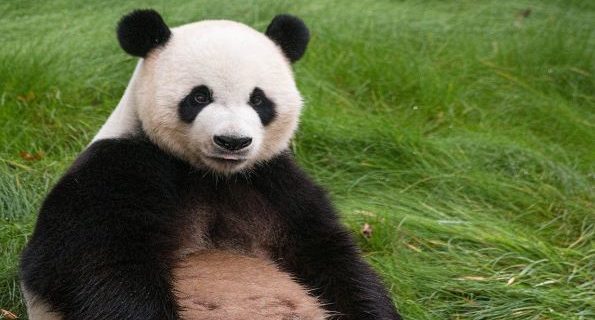 animal panda photo